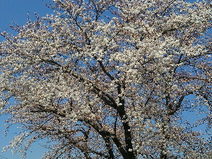 201404sakura 201404sakura