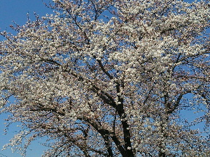 201404sakura