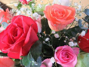 Roses Roses